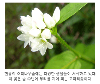 헌릉의 오리나무숲에는 다양한 생물들이 서식하고 있다. 이 꽃은 숲 주변에 무리를 지어 피는 고마리꽃이다.